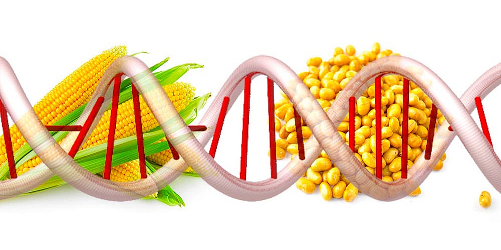 Новые правила регистрации ГМО
